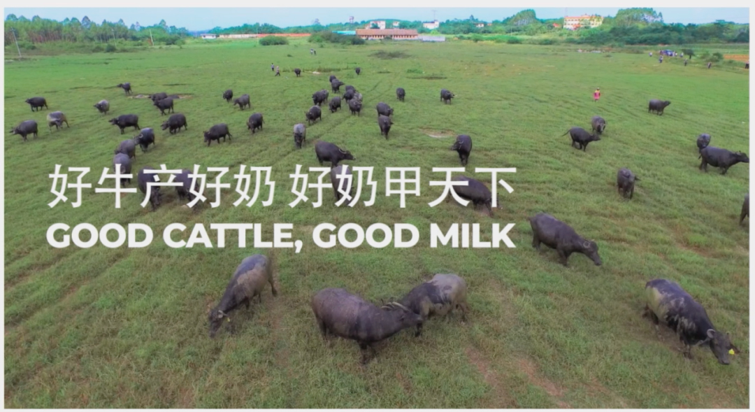 小众奶崛起：水牛奶热销，皇氏乳业净利润增长200%，数字化管理亮眼