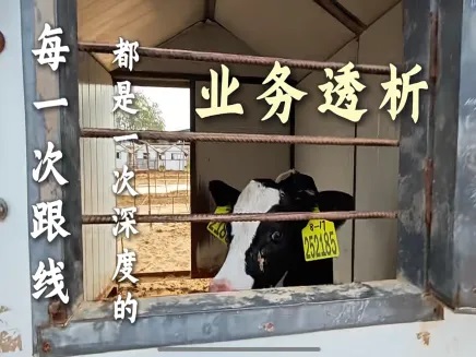 凌晨1点，我们在长春牧场里改代码：数字化如何“养”出大生意？